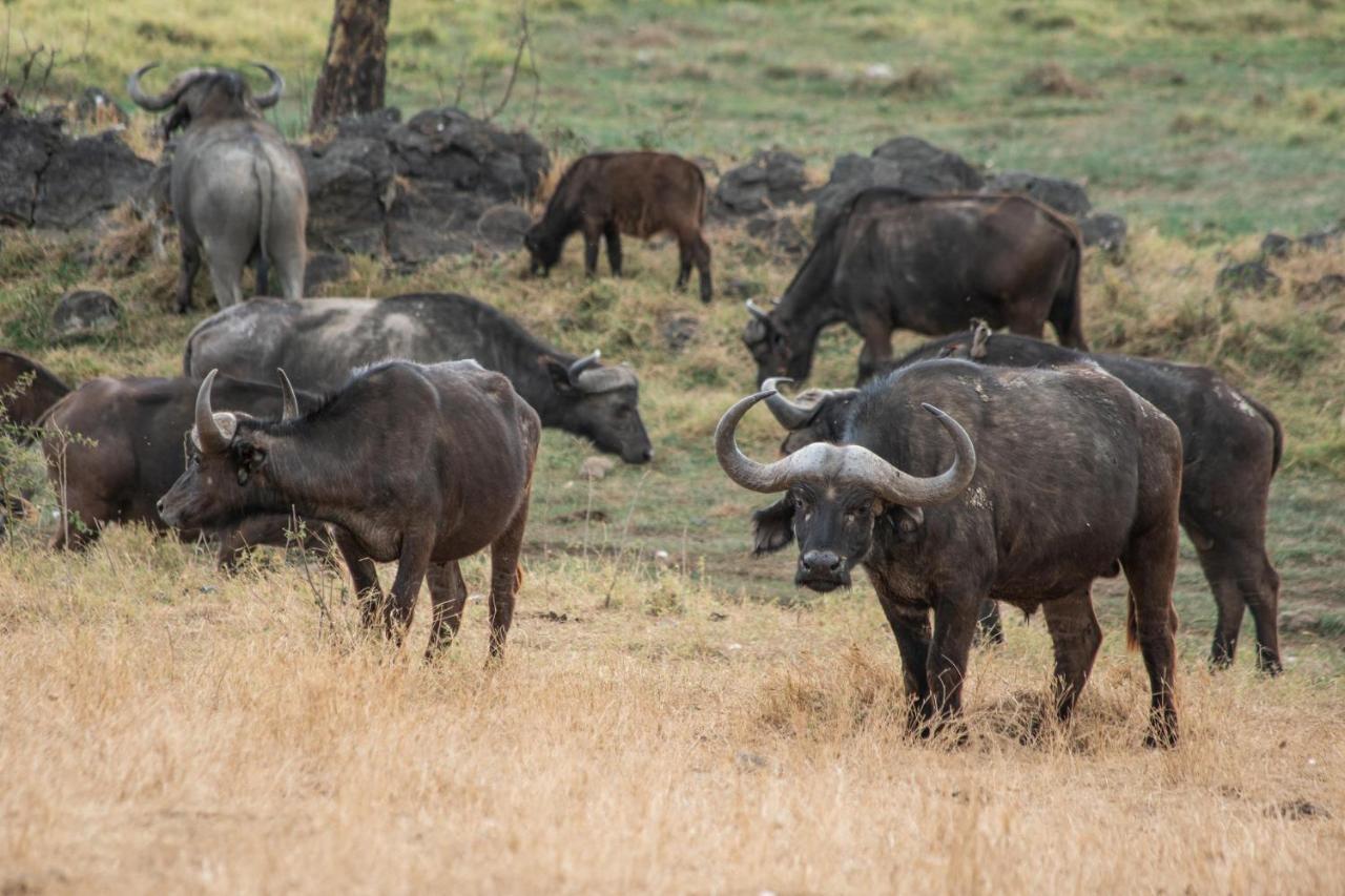 נקורו Sarova Lion Hill Game Lodge מראה חיצוני תמונה