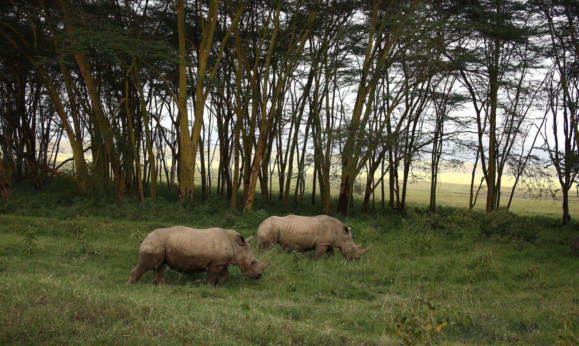 נקורו Sarova Lion Hill Game Lodge מראה חיצוני תמונה